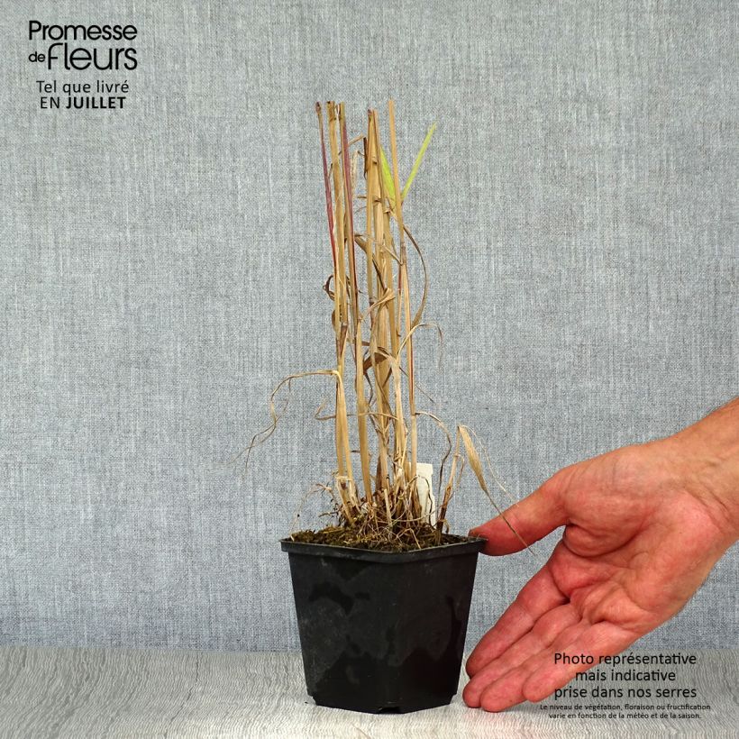 Esimerkki kesällä toimitetusta Hystrix patula Godet de 8/9 cm-taimesta