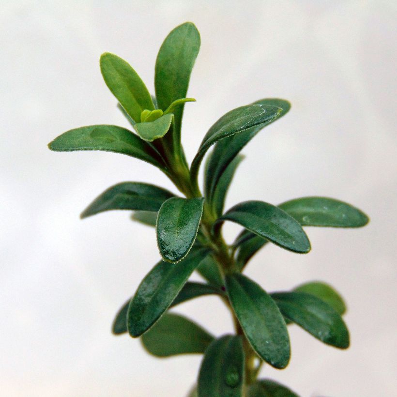 Talvisaippo Snowflake (Lehvistö)