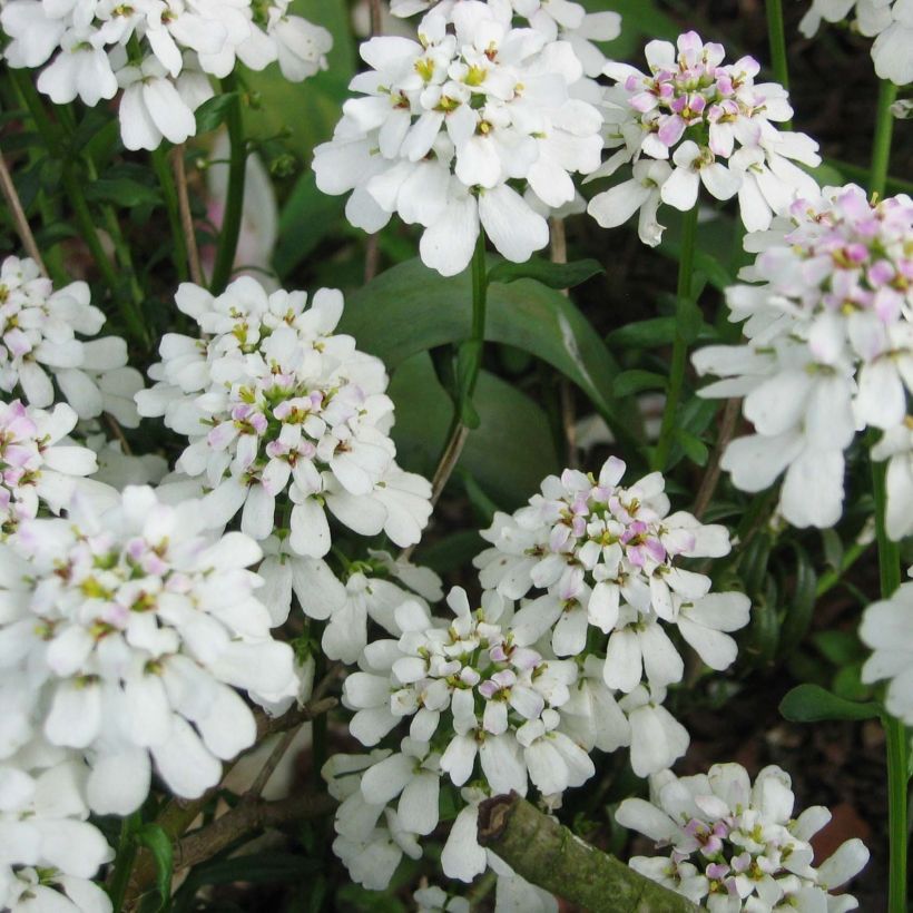 Talvisaippo - Iberis sempervirens (Kukinta)