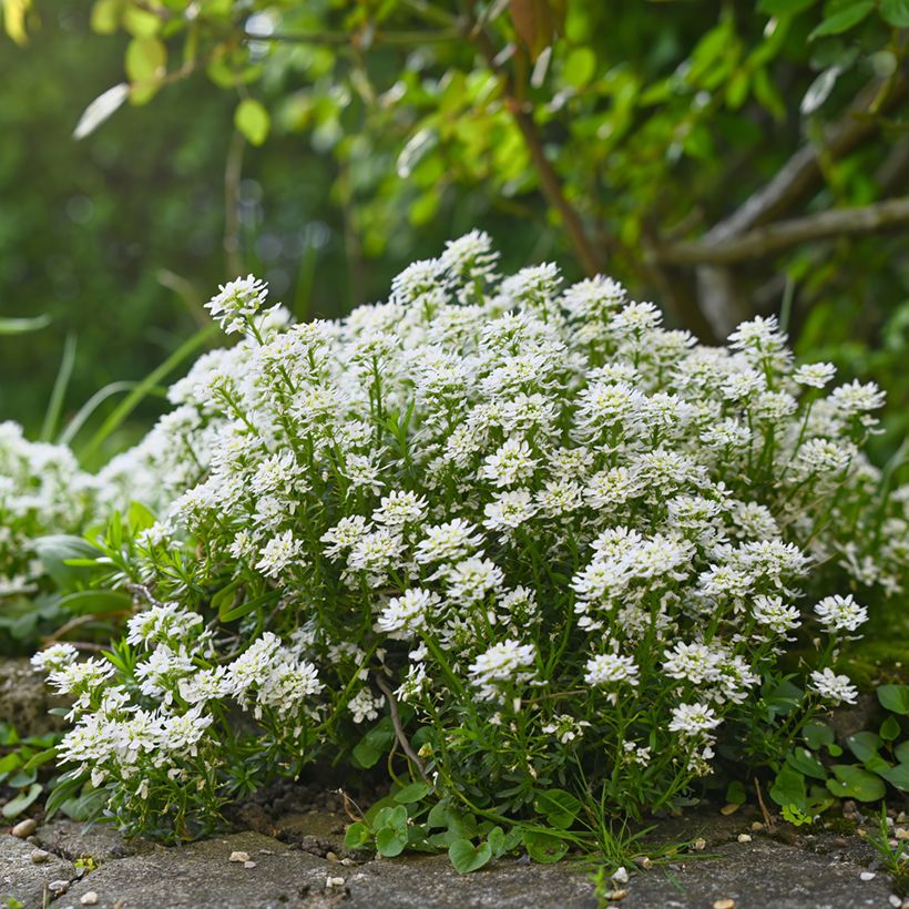 Talvisaippo Alexander White (Kasvutapa)