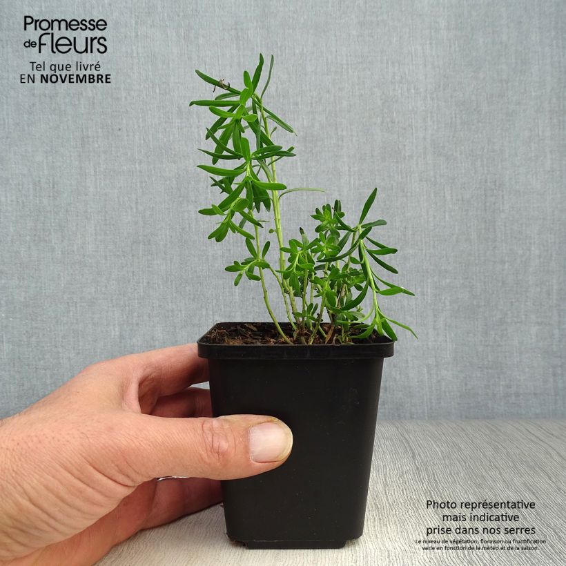 Esimerkki syksyllä toimitetusta Talvisaippo - Iberis sempervirens 8/9 cm taimiruukku-taimesta