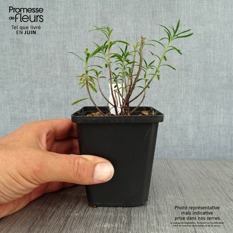 Esimerkki kesällä toimitetusta Talvisaippo - Iberis sempervirens Godet de 8/9 cm-taimesta
