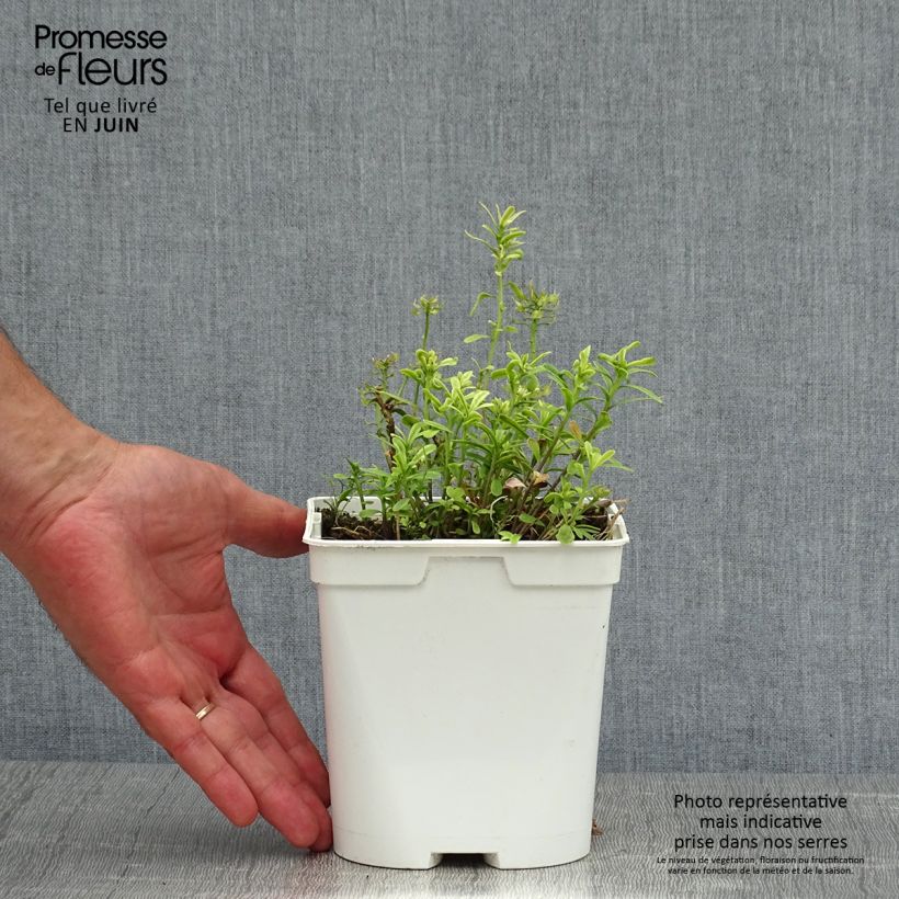 Esimerkki kesällä toimitetusta Talvisaippo - Iberis sempervirens Pot de 2L/3L-taimesta