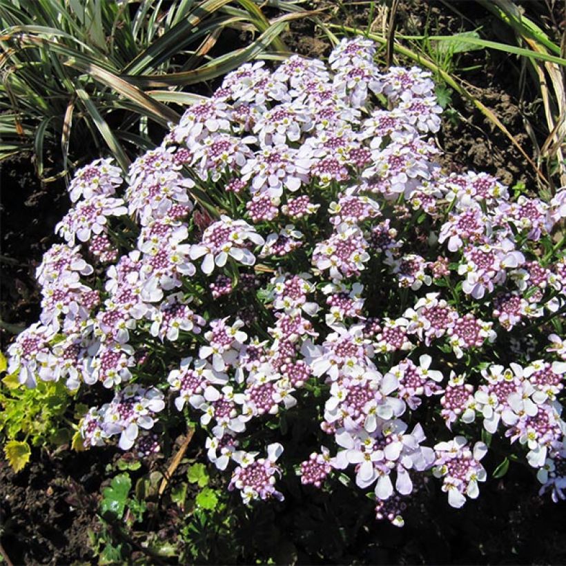 Talvisaippo Pink Ice (Kasvutapa)