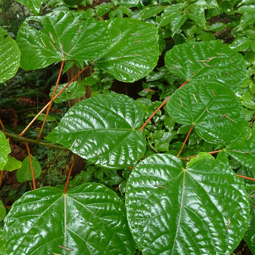 Iigiripuu - Idesia polycarpa (Lehvistö)