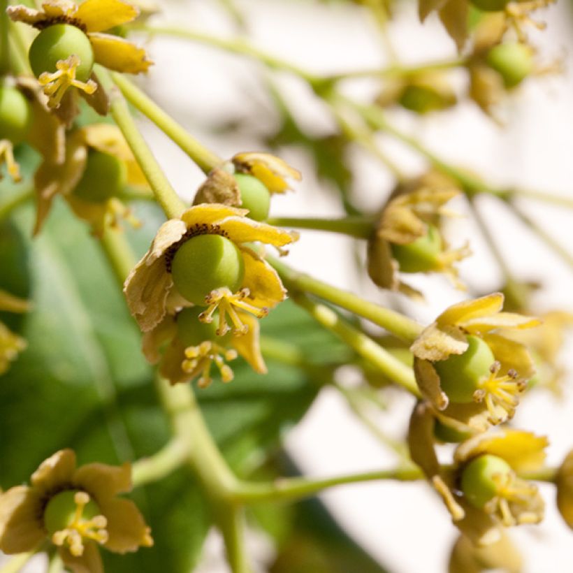 Iigiripuu - Idesia polycarpa (Kukinta)