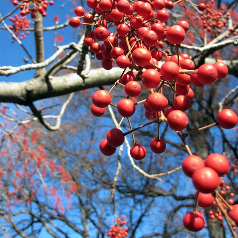 Iigiripuu - Idesia polycarpa (Sadonkorjuu)