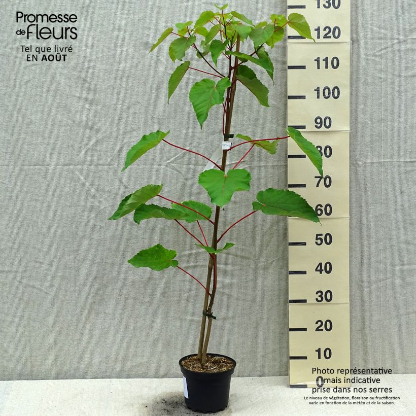 Esimerkki kesällä toimitetusta Iigiripuu - Idesia polycarpa Ruukku 2L / 3L-taimesta