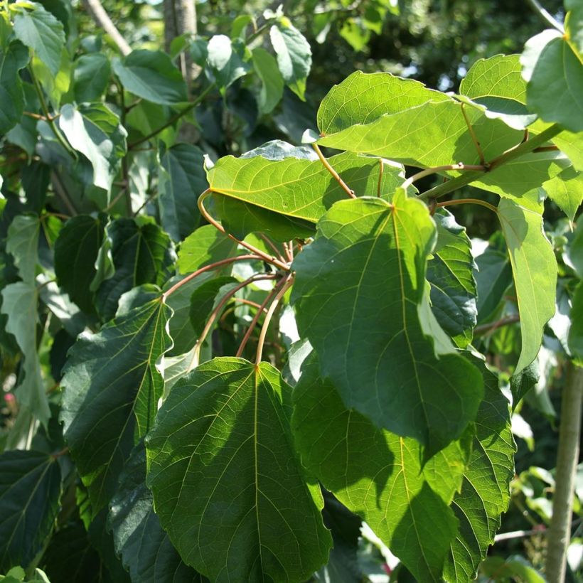 Idesia polycarpa vestita (Lehvistö)