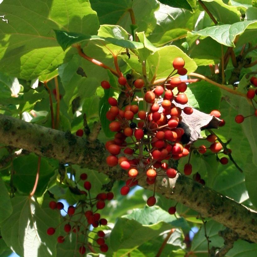 Idesia polycarpa vestita (Sadonkorjuu)