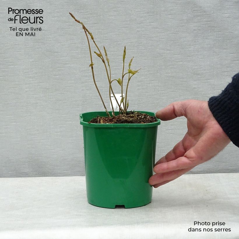 Esimerkki keväällä toimitetusta Jamssi - Dioscorea batatas Pot de 2L/3L-taimesta