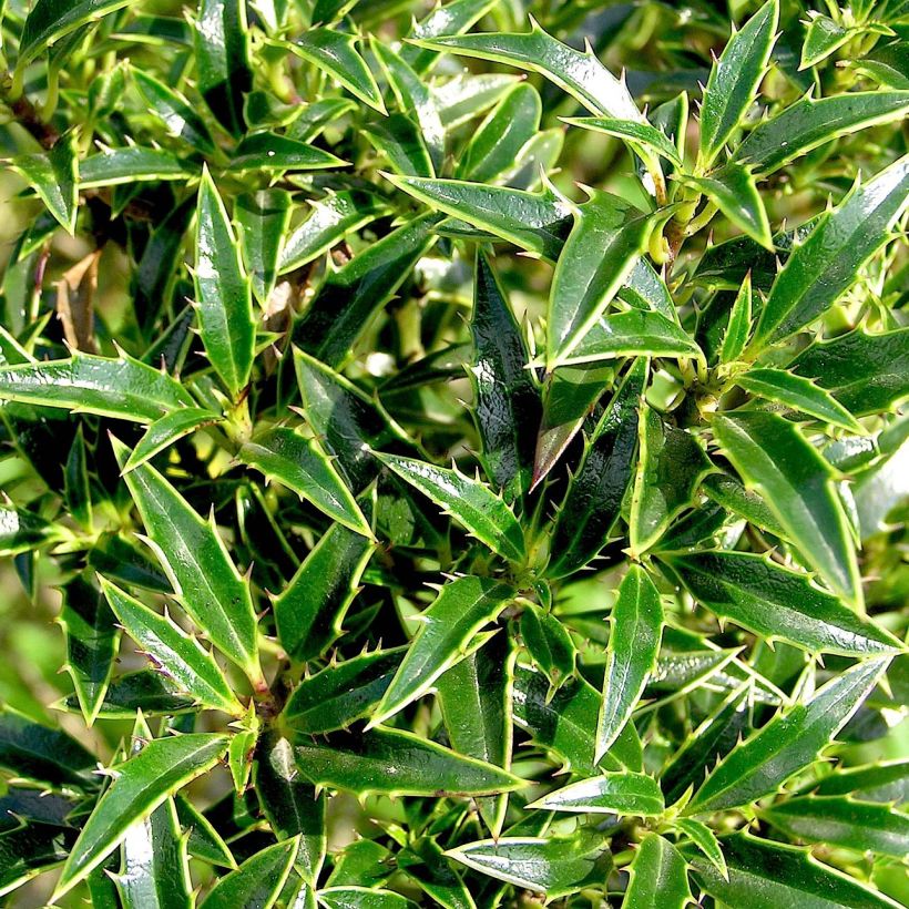 Euroopanorjanlaakeri Myrtifolia (Lehvistö)