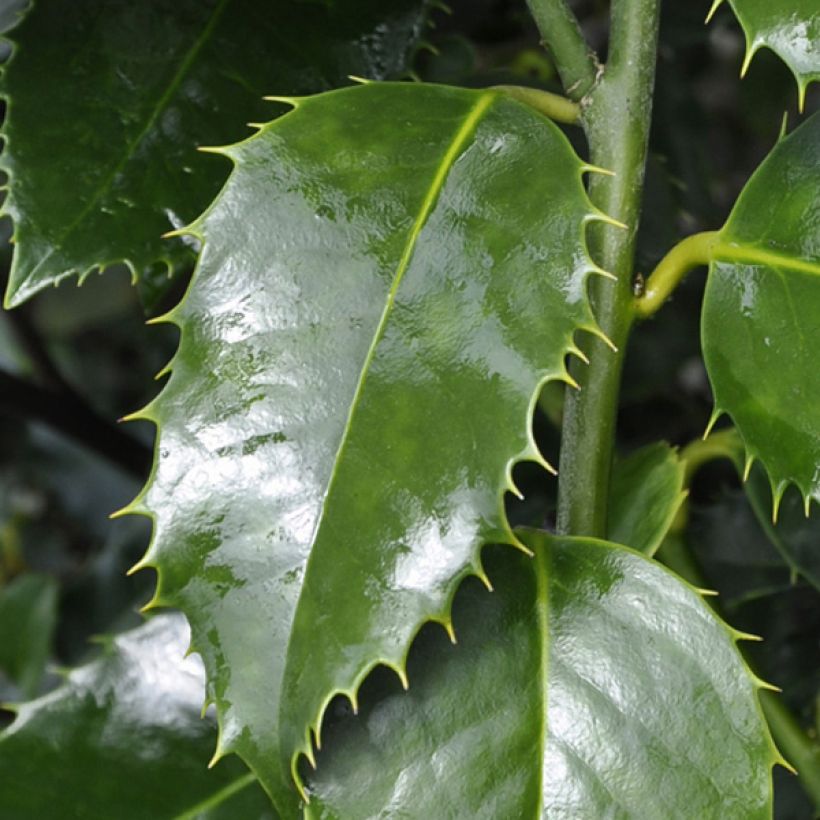 Orjanlaakeri Castaenifolia (Lehvistö)