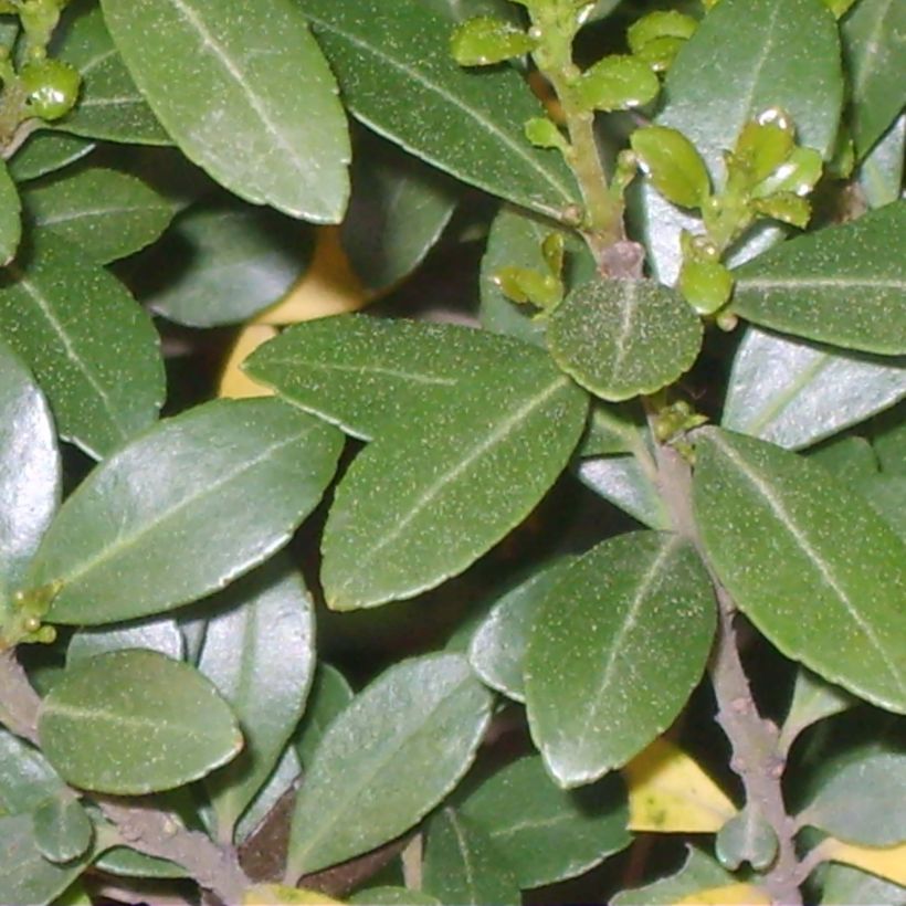 Japaninorjanlaakeri Green Hedge (Lehvistö)