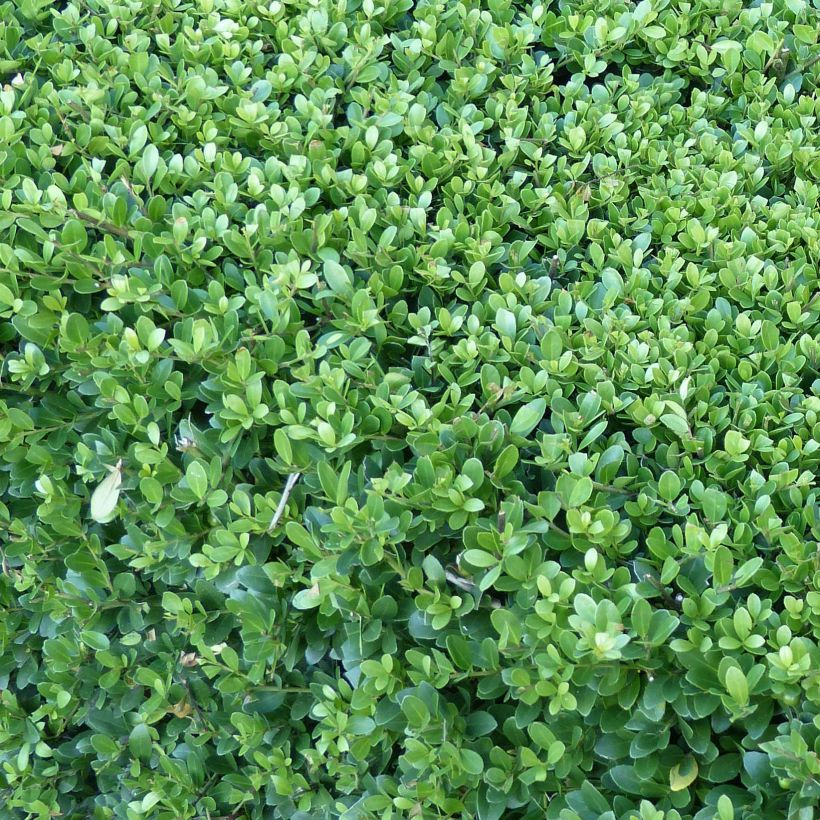 Japaninorjanlaakeri Dark Green (Lehvistö)