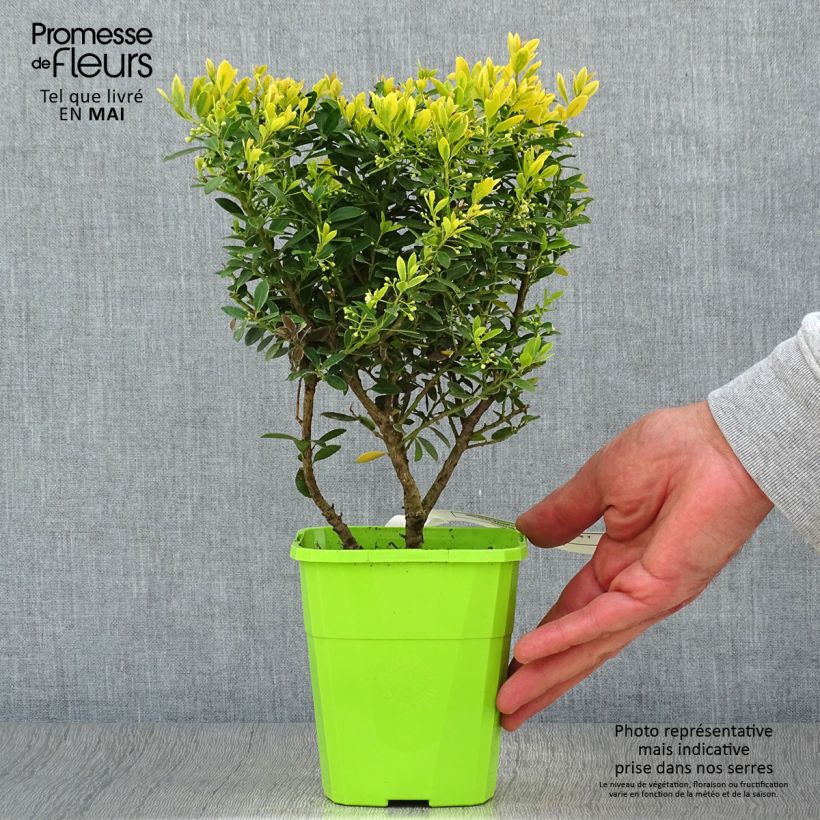 Esimerkki keväällä toimitetusta Japaninorjanlaakeri Lingold Pot de 1L/1,5L-taimesta