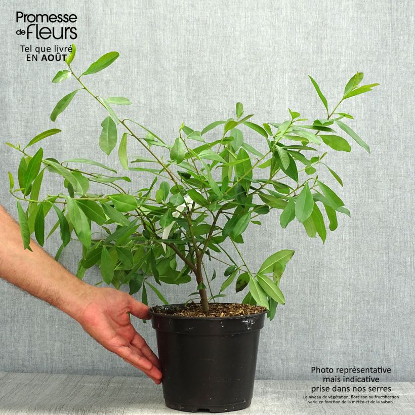 Esimerkki kesällä toimitetusta Matee - Ilex paraguariensis 3 litran/4 litran ruukku-taimesta