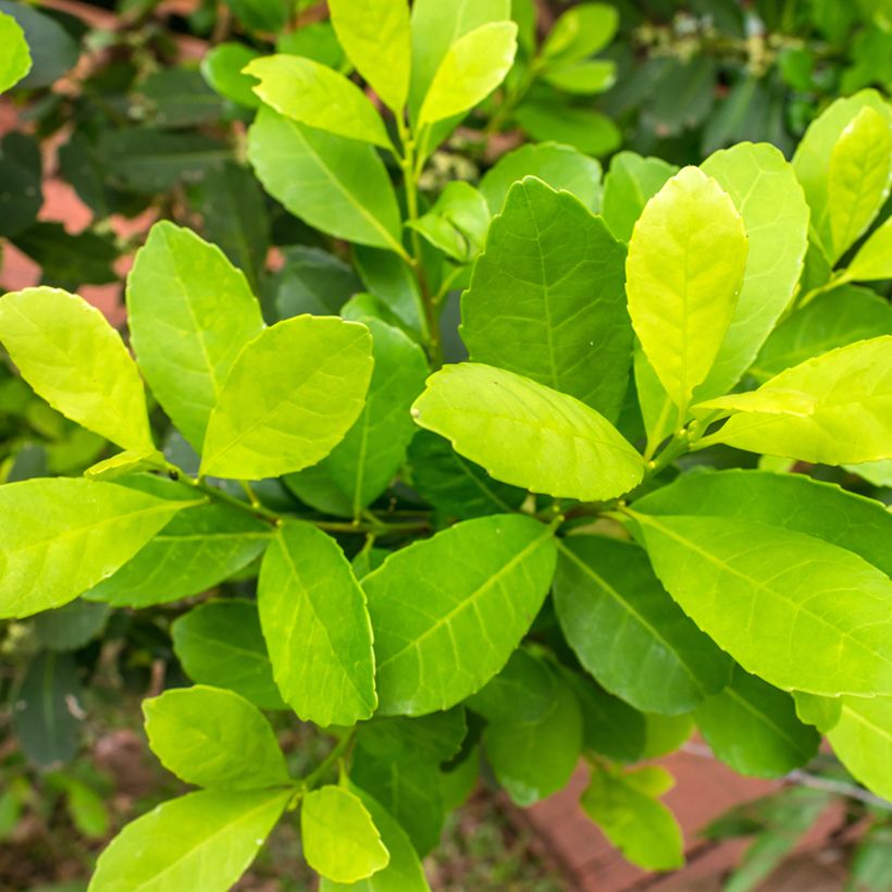 Matee - Ilex paraguariensis (Lehvistö)