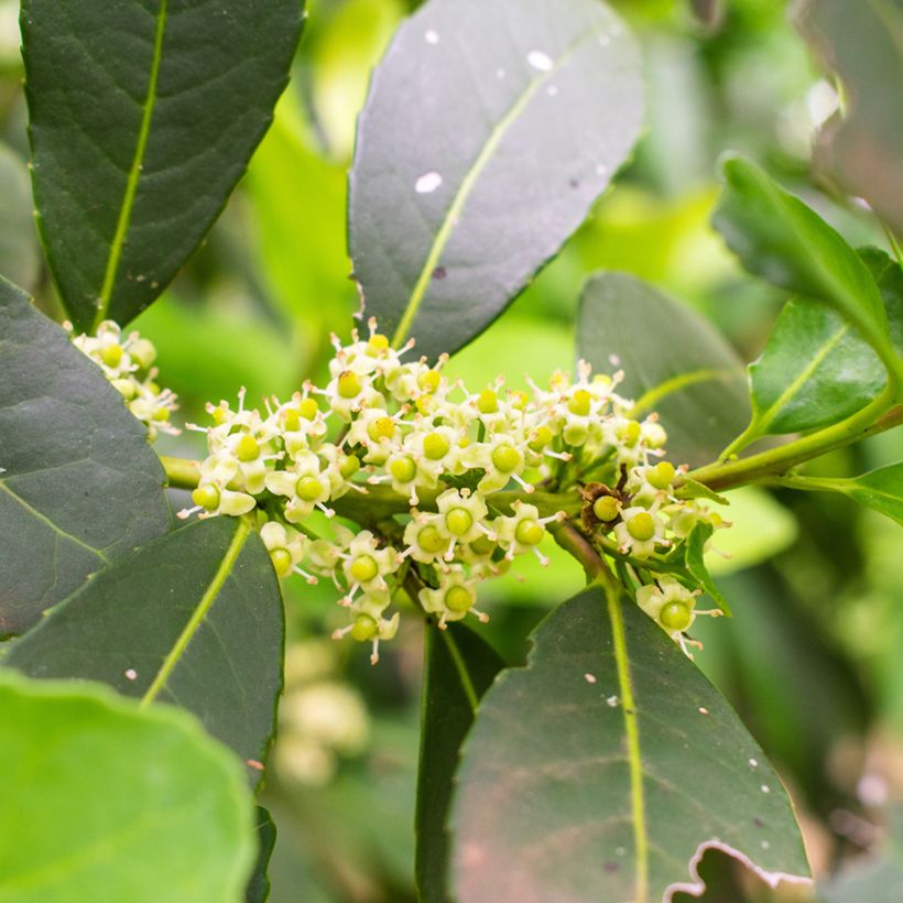 Matee - Ilex paraguariensis (Kukinta)