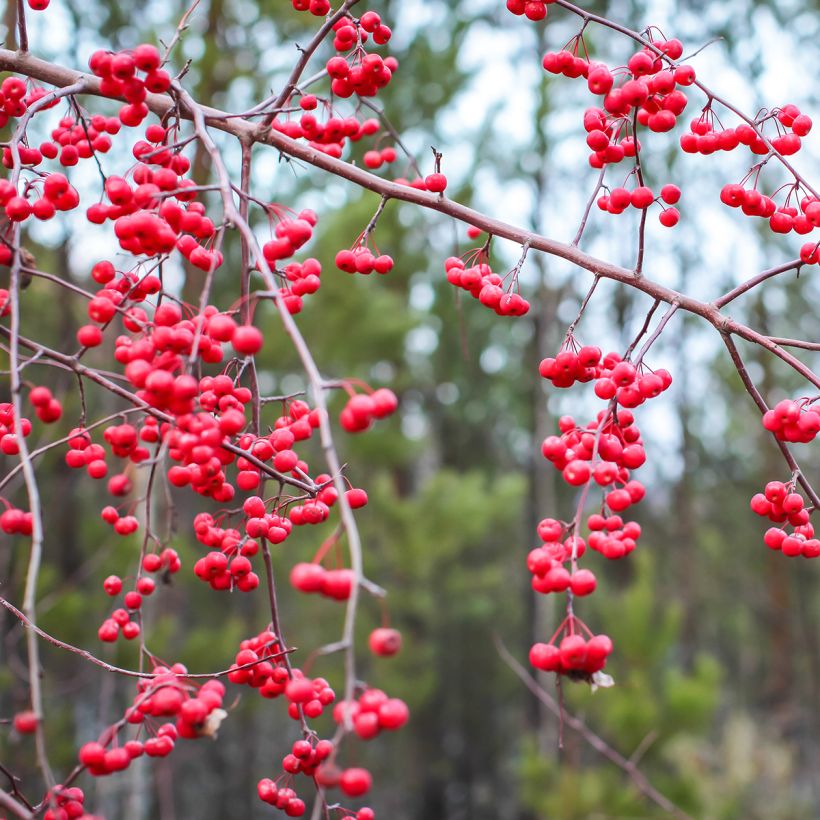 Kesälaakeri - Ilex verticillata (Sadonkorjuu)