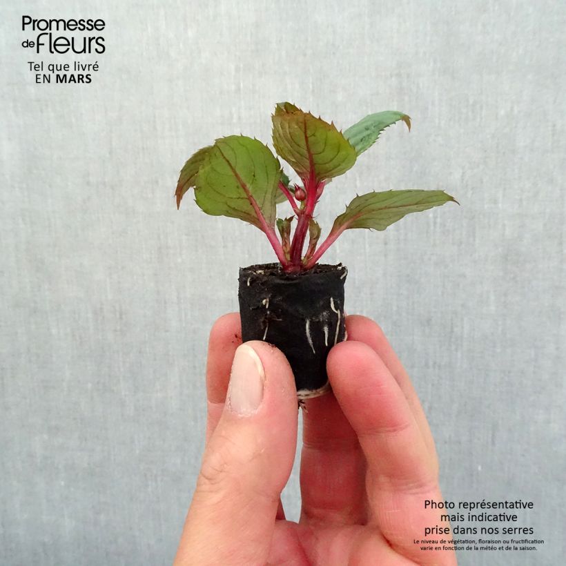 Esimerkki keväällä toimitetusta Ahkeraliisa Sunpatiens Compact Blush Pink Mini-motte Ø 3/4 cm-taimesta