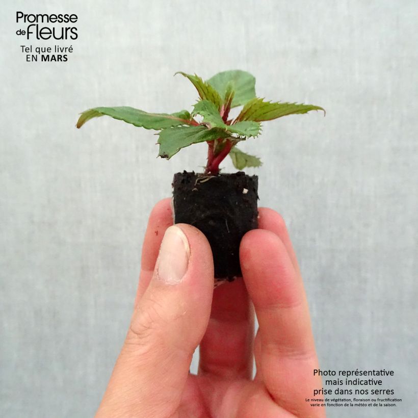 Esimerkki keväällä toimitetusta Ahkeraliisa Sunpatiens Compact Hot Coral Mini-motte Ø 3/4 cm-taimesta