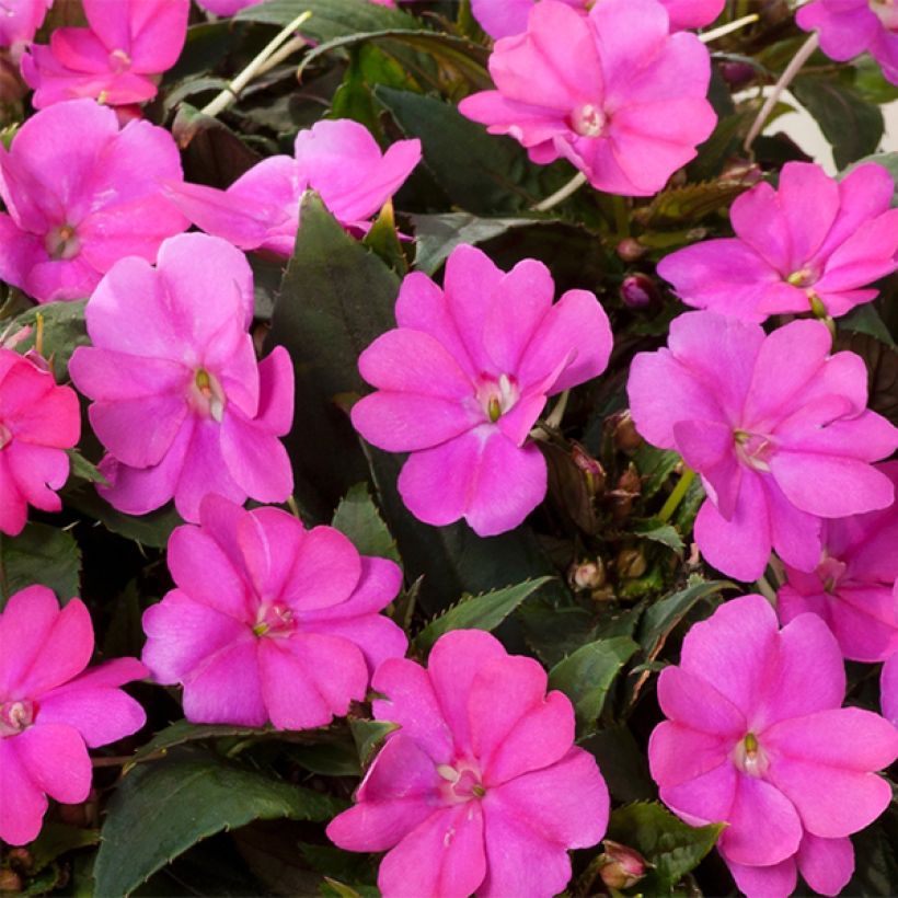 Ahkeraliisa Sunpatiens Compact Hot Lilac (Kukinta)