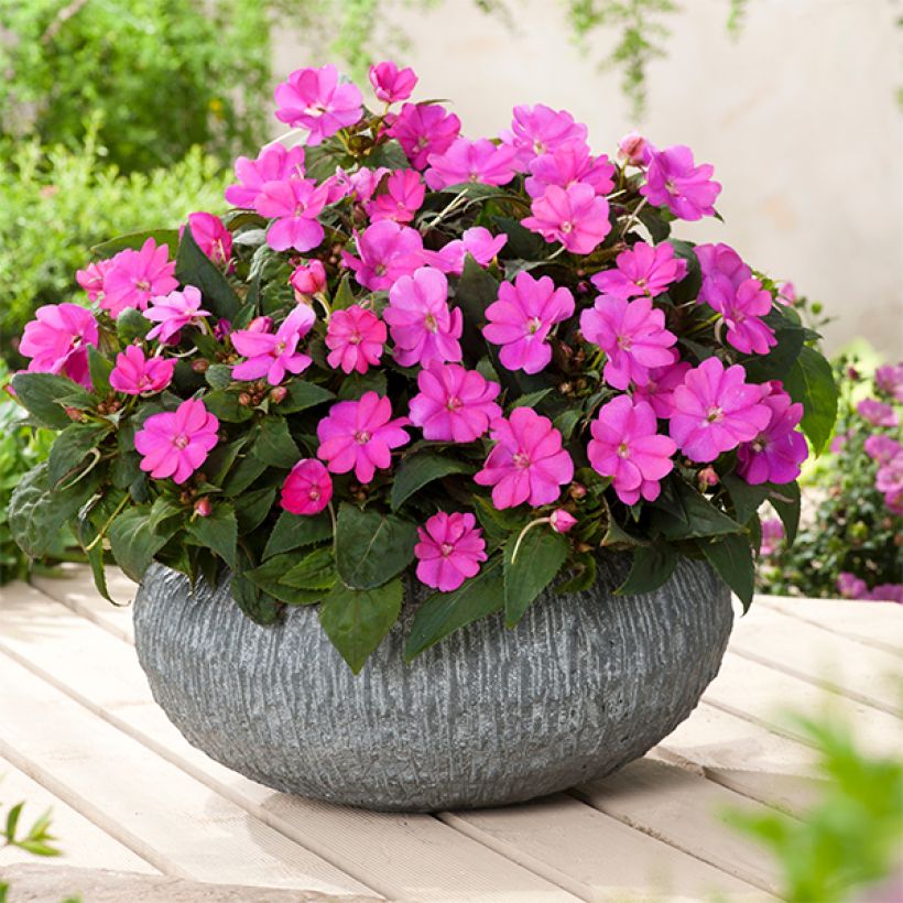 Ahkeraliisa Sunpatiens Compact Hot Lilac (Kasvutapa)
