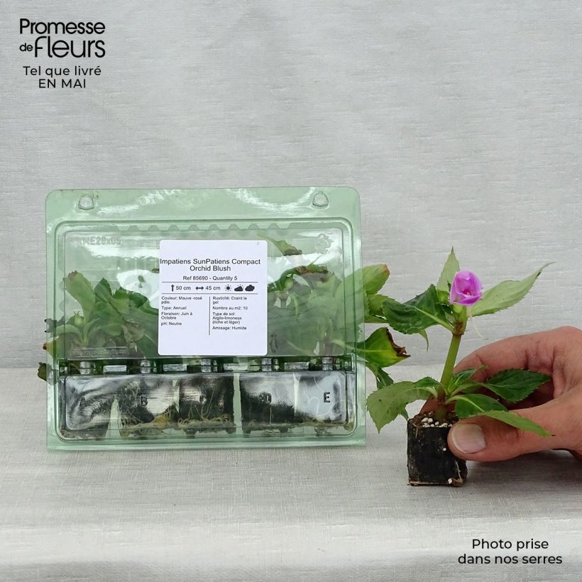 Esimerkki keväällä toimitetusta Ahkeraliisa Sunpatiens Compact Orchid Blush Mini-motte Ø 3/4 cm-taimesta