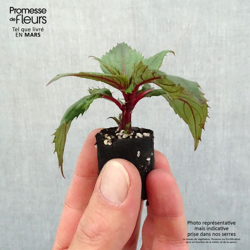 Esimerkki keväällä toimitetusta Ahkeraliisa SunPatiens Compact Purple Mini-motte Ø 3/4 cm-taimesta