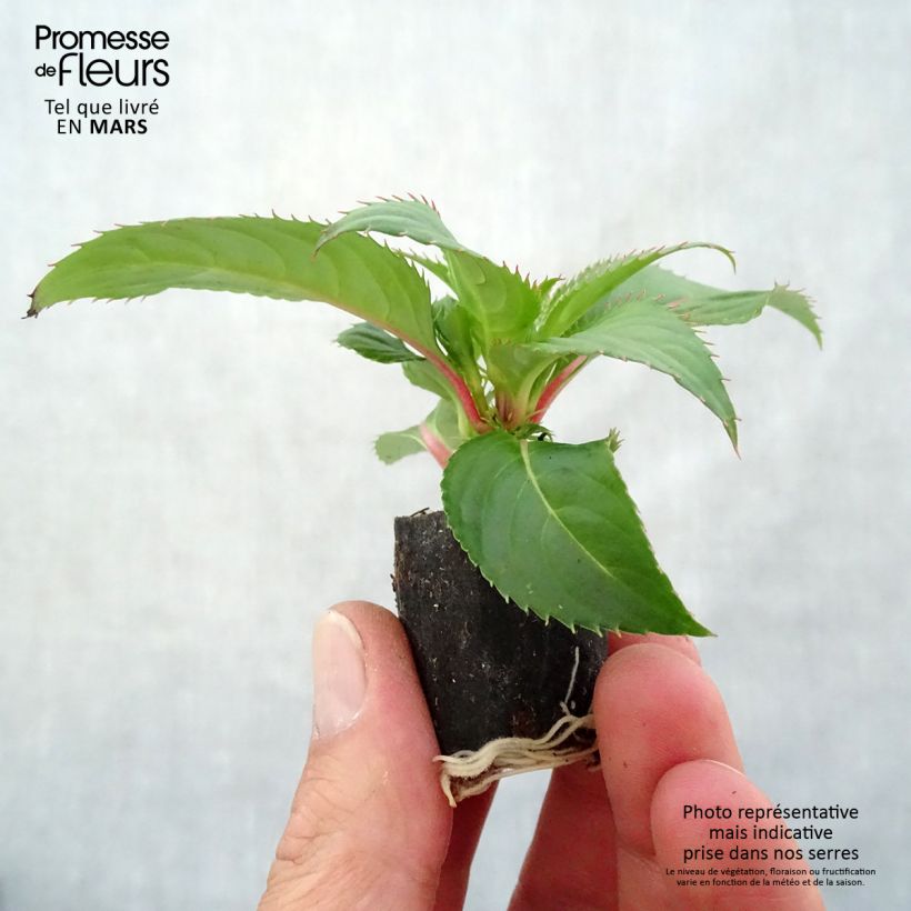 Esimerkki keväällä toimitetusta Ahkeraliisa Sunpatiens Compact Red Mini-motte Ø 3/4 cm-taimesta