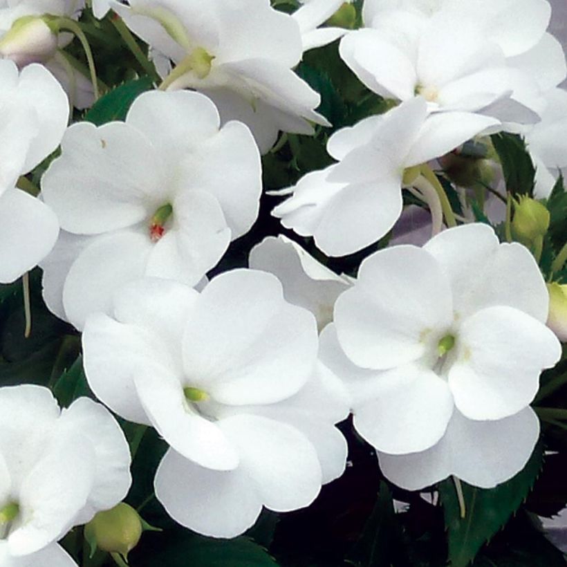 Sateenkaaripalsami SunPatiens Vigorous Clear White (Kukinta)