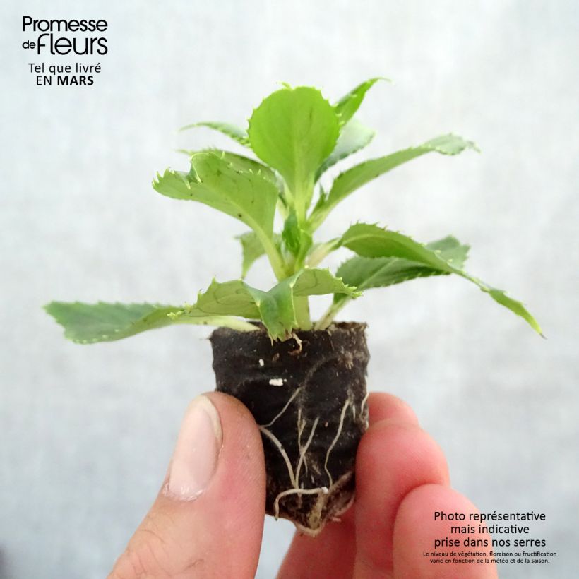 Esimerkki keväällä toimitetusta Sateenkaaripalsami SunPatiens Vigorous Clear White Mini-motte Ø 3/4 cm-taimesta