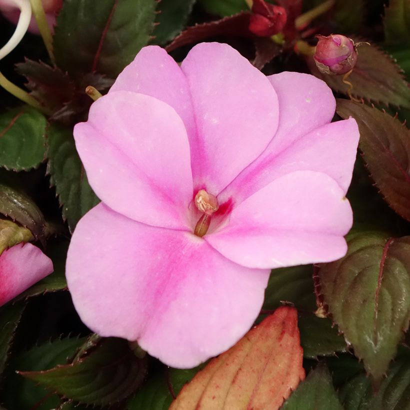 Sateenkaaripalsami SunPatiens Vigorous Lavender (Kukinta)