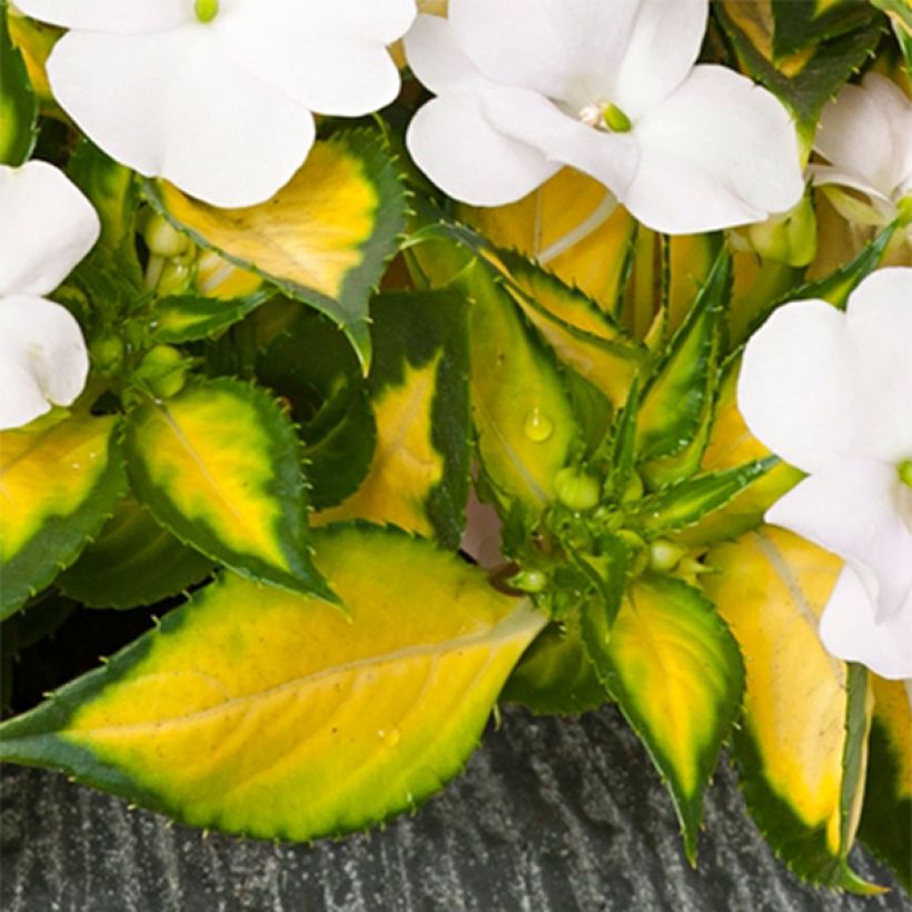 Ahkeraliisa SunPatiens Vigorous White Variegated (Lehvistö)
