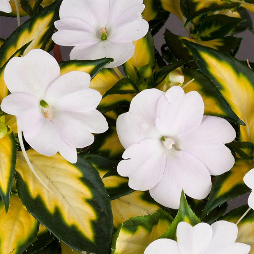 Ahkeraliisa SunPatiens Vigorous White Variegated (Kukinta)