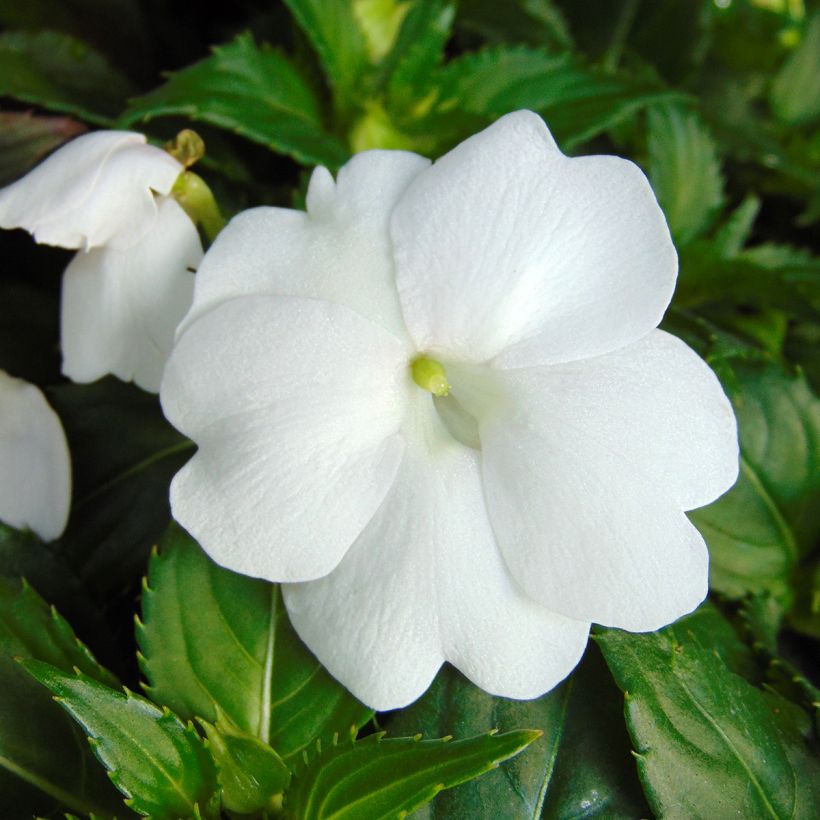 Ahkeraliisa Sunpatiens Compact Blanc (Kukinta)