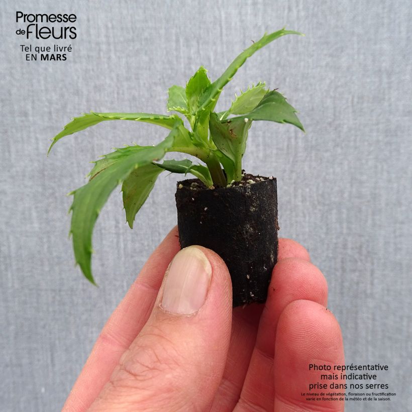 Esimerkki keväällä toimitetusta Ahkeraliisa Sunpatiens Compact Blanc Mini-motte Ø 3/4 cm-taimesta
