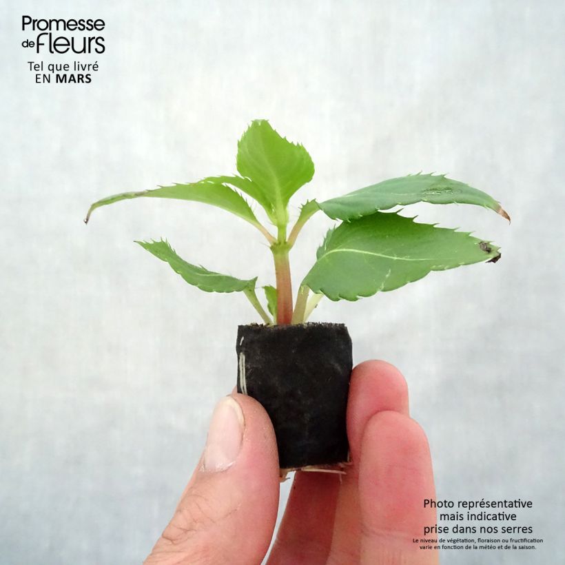 Esimerkki keväällä toimitetusta Ahkeraliisa Sunpatiens Compact Electric Orange Mini-motte Ø 3/4 cm-taimesta