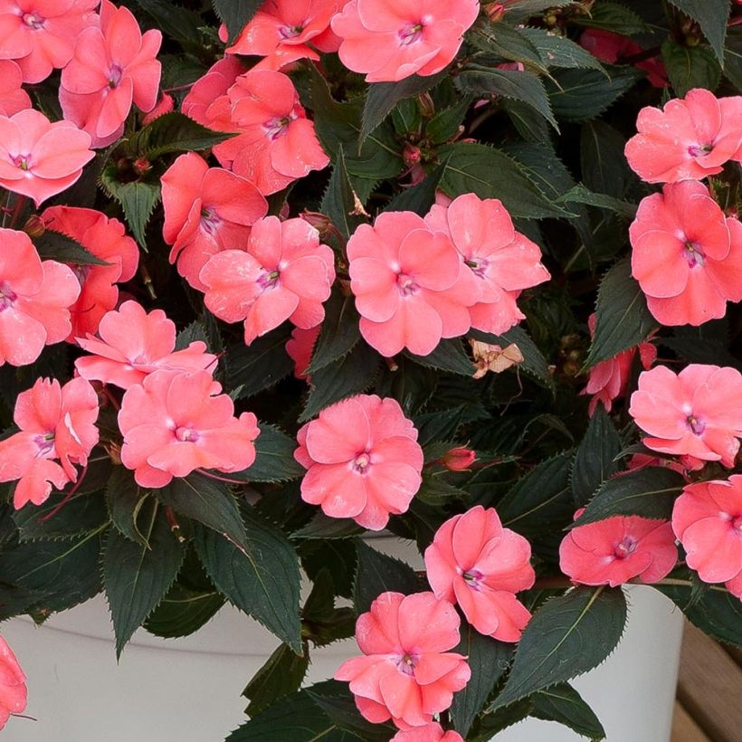 Sateenkaaripalsami SunPatiens Vigorous Pink Pearl (Lehvistö)