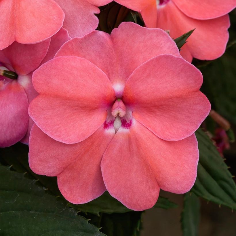 Sateenkaaripalsami SunPatiens Vigorous Pink Pearl (Kukinta)