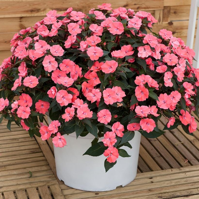 Sateenkaaripalsami SunPatiens Vigorous Pink Pearl (Kasvutapa)