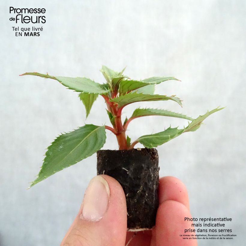 Esimerkki keväällä toimitetusta Sateenkaaripalsami SunPatiens Vigorous Pink Pearl Mini-motte Ø 3/4 cm-taimesta
