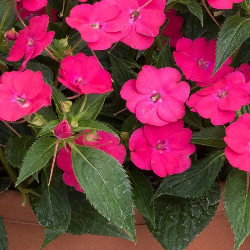Sateenkaaripalsami SunPatiens Vigorous Rose Pink (Lehvistö)