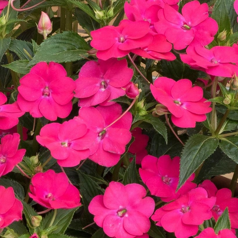 Sateenkaaripalsami SunPatiens Vigorous Rose Pink (Kukinta)