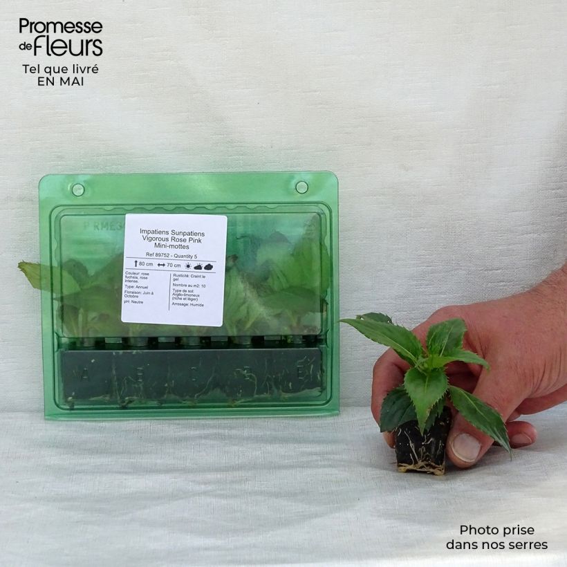 Esimerkki keväällä toimitetusta Sateenkaaripalsami SunPatiens Vigorous Rose Pink Mini-motte Ø 3/4 cm-taimesta