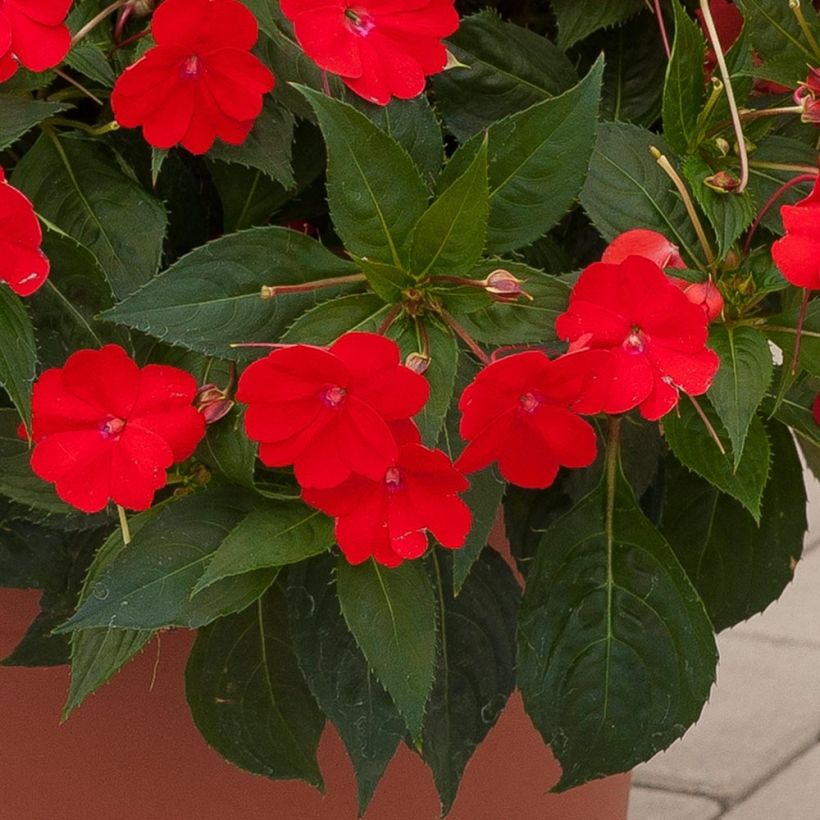 Sateenkaaripalsami SunPatiens Vigorous Scarlet (Lehvistö)