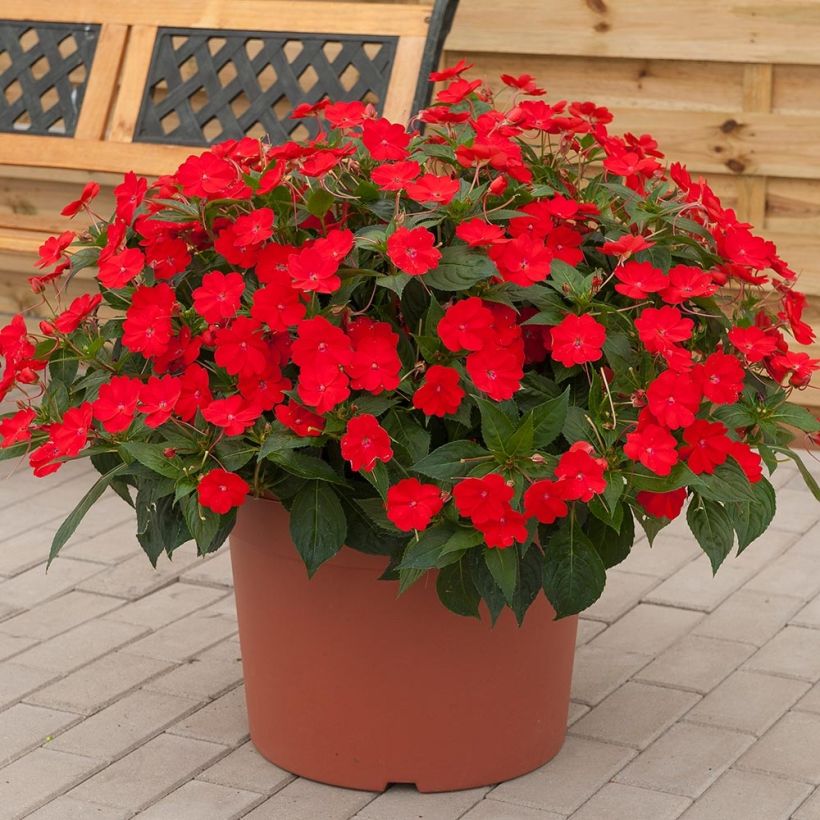 Sateenkaaripalsami SunPatiens Vigorous Scarlet (Kasvutapa)