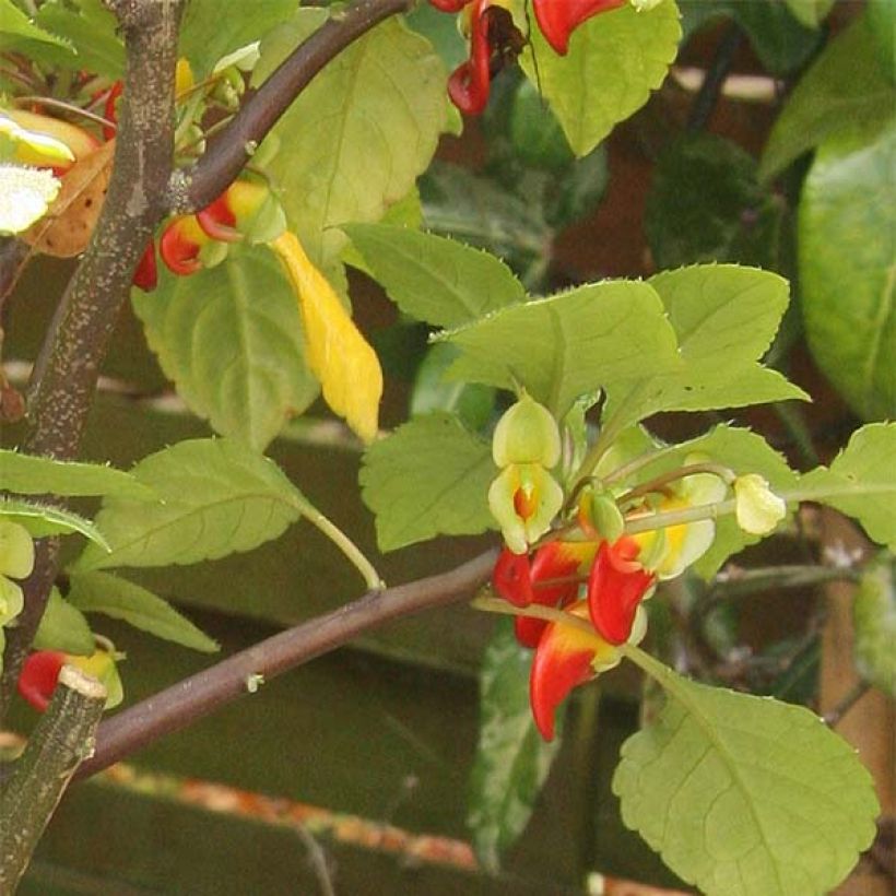 Palsami Rouge et Jaune (Lehvistö)