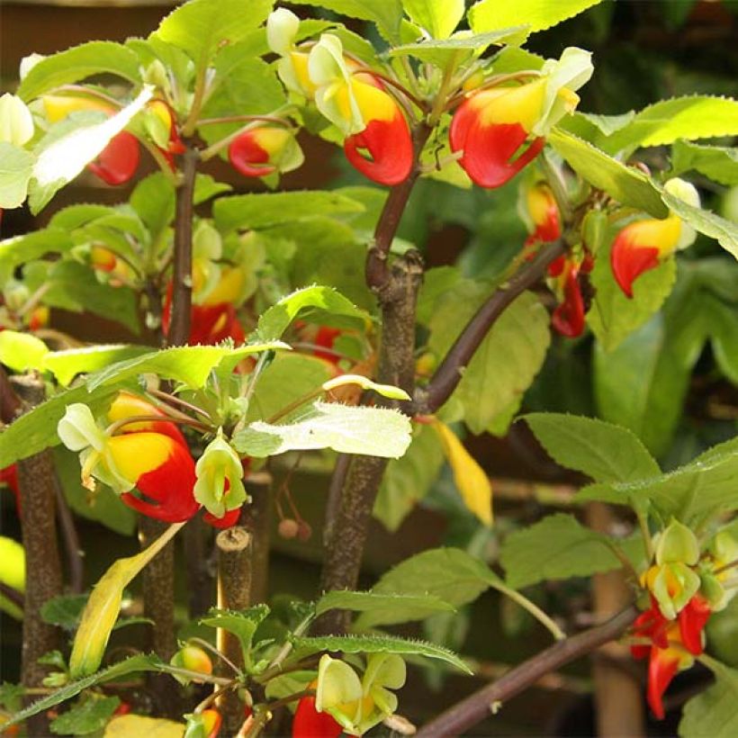 Palsami Rouge et Jaune (Kukinta)